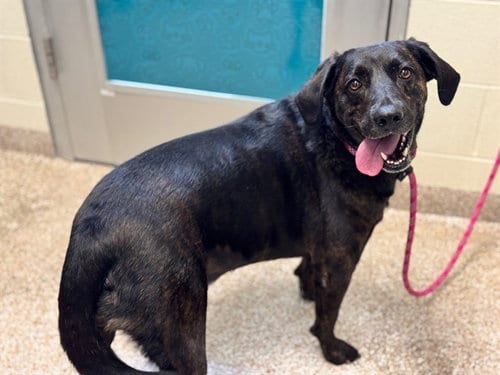 Photo of Koda, adoptable Plott Hound in Pueblo, Colorado