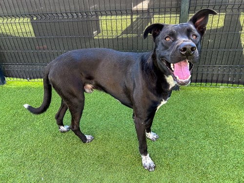 Photo of Doodles, adoptable Pit Bull Terrier in Orange, California