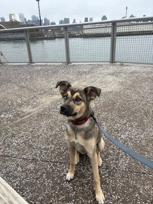 Photo of Winnie, adoptable Husky in Brooklyn, New York