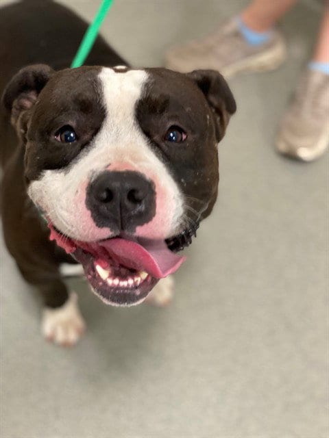 Photo of Bear, adoptable Pit Bull Terrier in Fayetteville, North Carolina