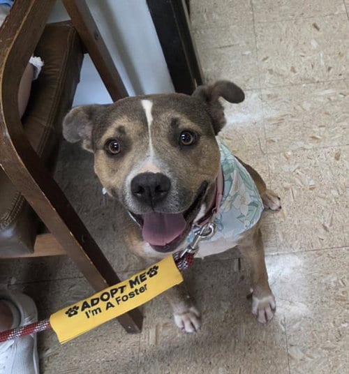Photo of Sandy, adoptable Pit Bull Terrier in Tulsa, Oklahoma