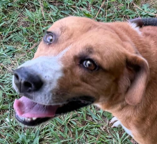 Photo of Stella, adoptable Hound in Carrollton, Georgia