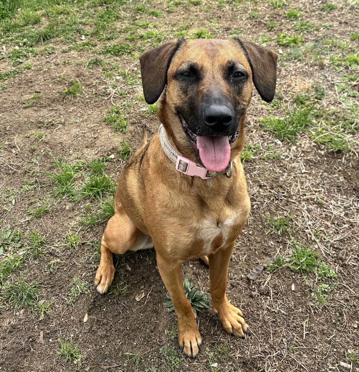 Photo of Lucy, adoptable Rhodesian Ridgeback/Labrador Retriever in New York, New York