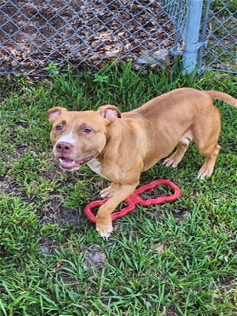 Photo of A521518, adoptable Pit Bull Terrier in Wilmington, North Carolina