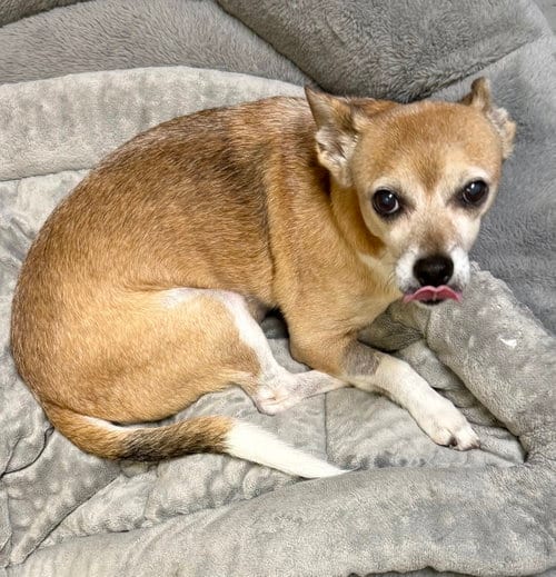 Photo of Handsome Chihuahua Noah, adoptable Chihuahua in Boca Raton, Florida