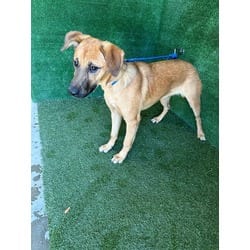 Photo of Shanice, adoptable German Shepherd Dog in Lancaster, California