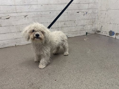 Photo of Darlene, adoptable Poodle (Miniature) in San Bernardino, California
