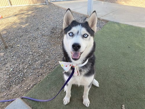 Photo of Emberly, adoptable Siberian Husky in Phoenix, Arizona