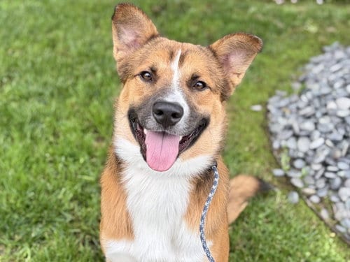 Photo of Rex, adoptable German Shepherd Dog in Los Angeles, California