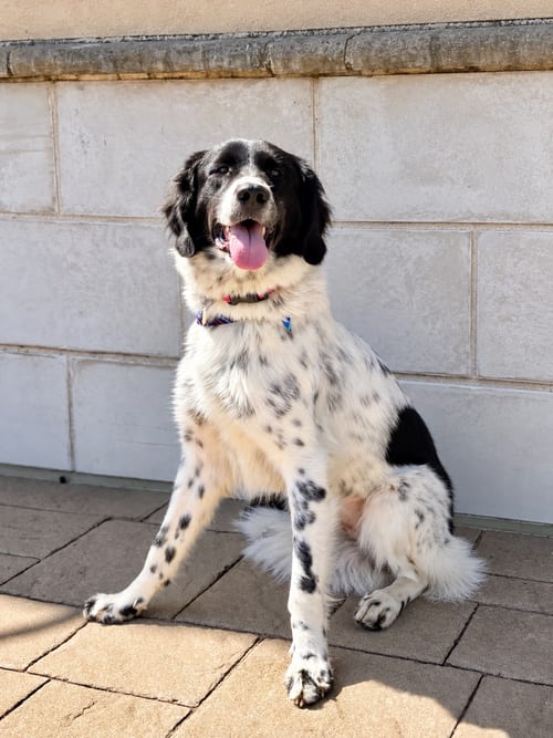 Photo of Butterfly, adoptable Great Pyrenees in Euless, Texas
