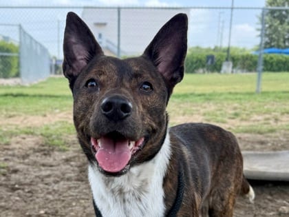 Photo of Cassidy, adoptable dog in Georgetown, Texas