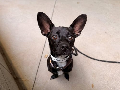 Photo of Sicario, adoptable Chihuahua in Mesa, Arizona