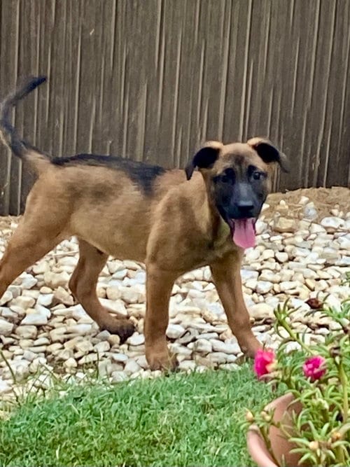 Photo of Buster, adoptable Shepherd in Hillsboro, Missouri