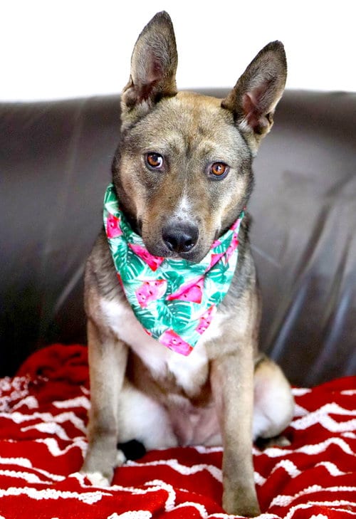 Photo of Jessica Rabbit, adoptable Australian Cattle Dog/Blue Heeler in Raytown, Missouri