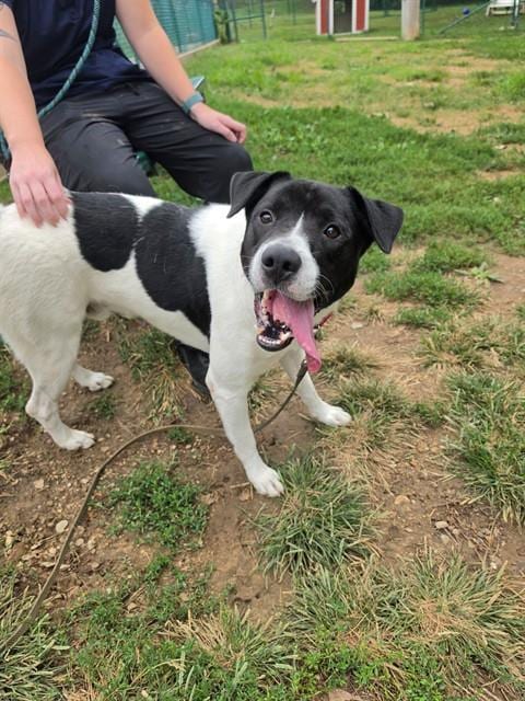 Photo of Manchi, adoptable Pit Bull Terrier in St Peters, Missouri