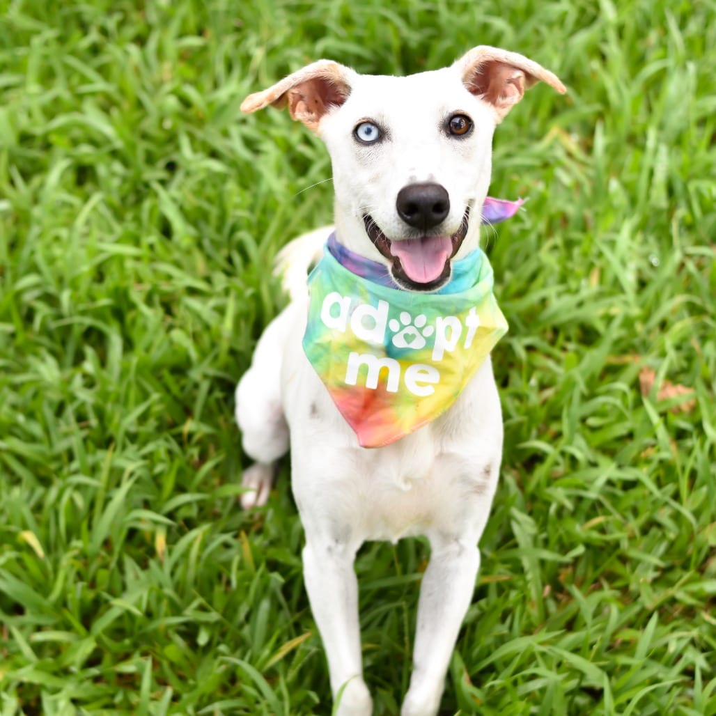 Photo of Piper, adoptable Mixed Breed (Medium)