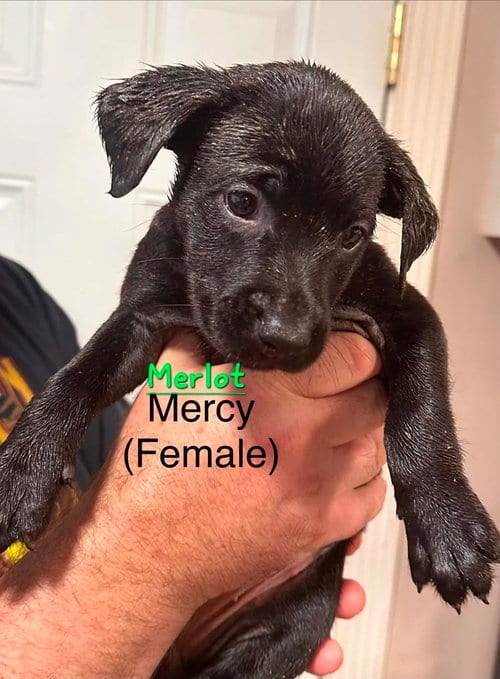 Photo of Merlot, adoptable Terrier in Evansville, Indiana