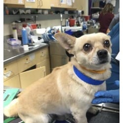 Photo of Jerry, adoptable Chihuahua in Jurupa Valley, California