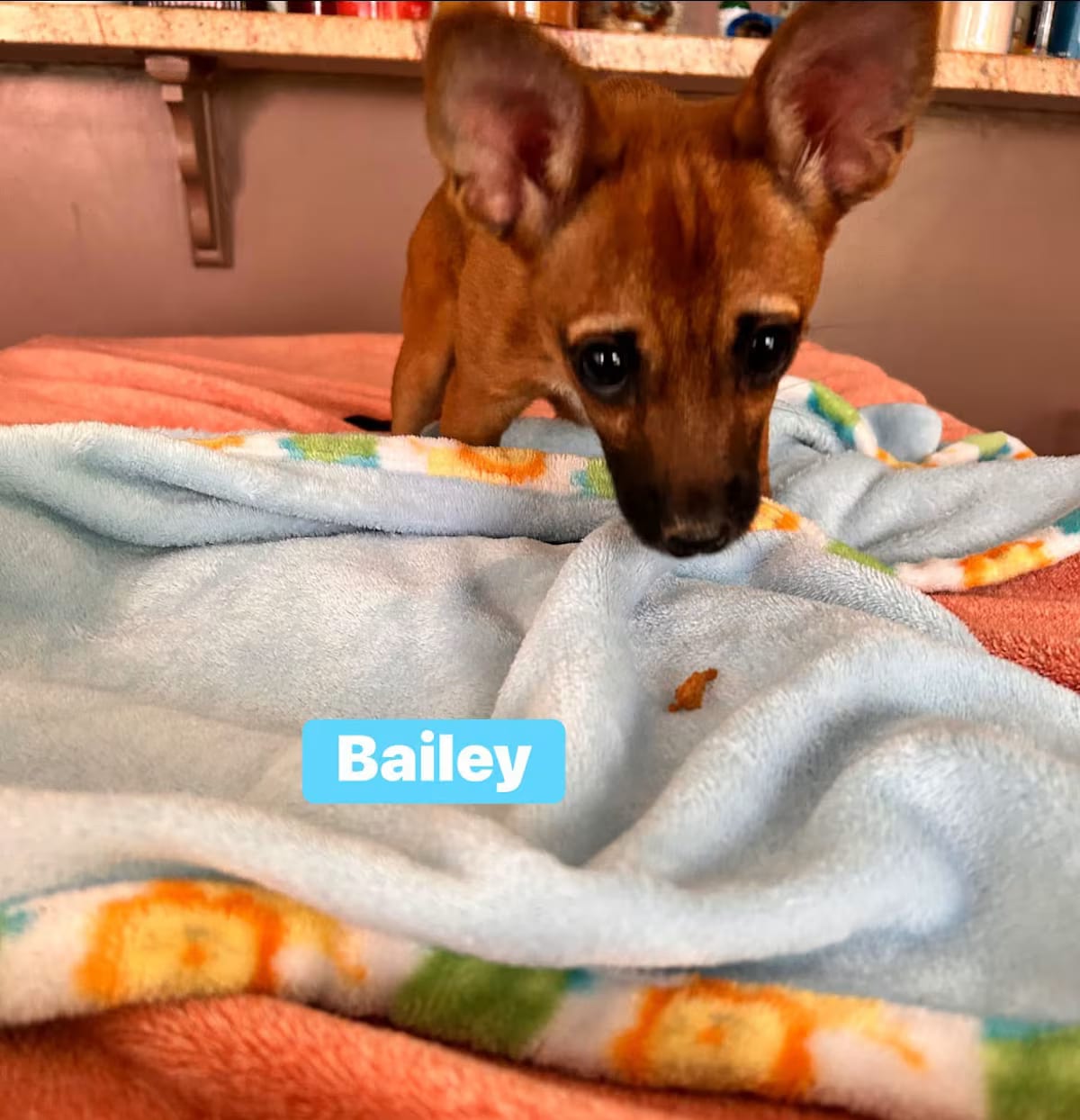 Photo of Bailey, adoptable Chihuahua/Beagle in Fort Mill, South Carolina