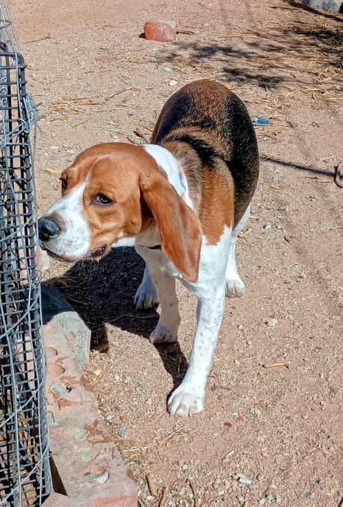 Photo of Chanel, adoptable Beagle in Apple Valley, California