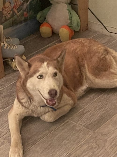 Photo of Coco, adoptable Husky in Dana Point, California