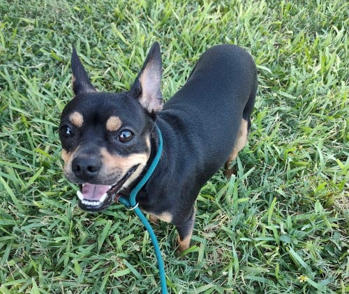 Photo of Bruno (TX), adoptable Chihuahua in New York, New York