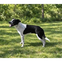 Photo of Mandi, adoptable Boxer Australian Cattle Dog in Medfield, Massachusetts