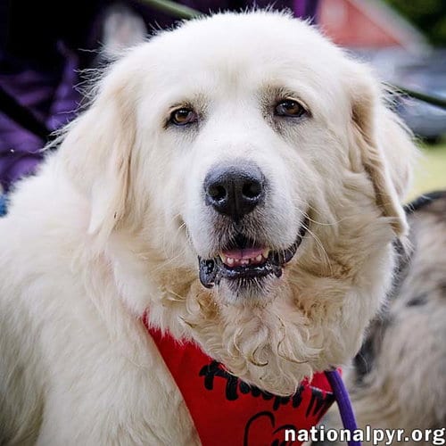 Photo of Adella in CT - Loves Other Dogs, adoptable Great Pyrenees in Beacon, New York