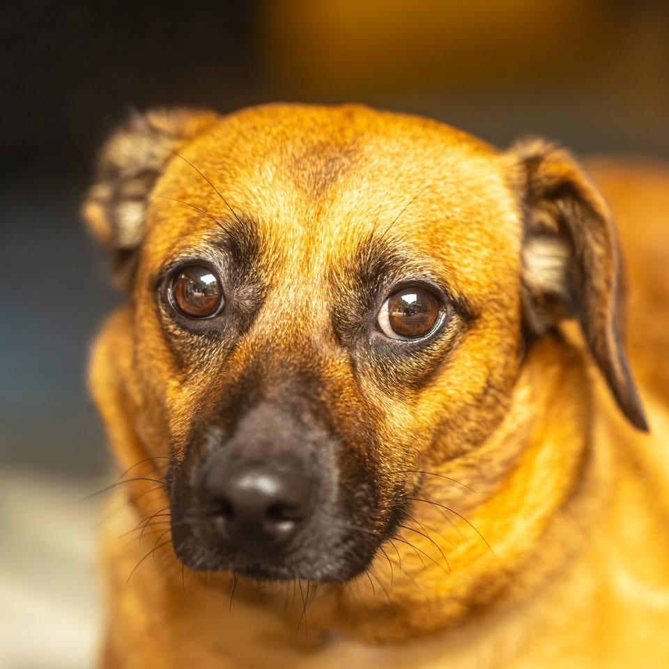 Photo of Lucy, adoptable Mixed Breed (Small) in Decatur, Georgia