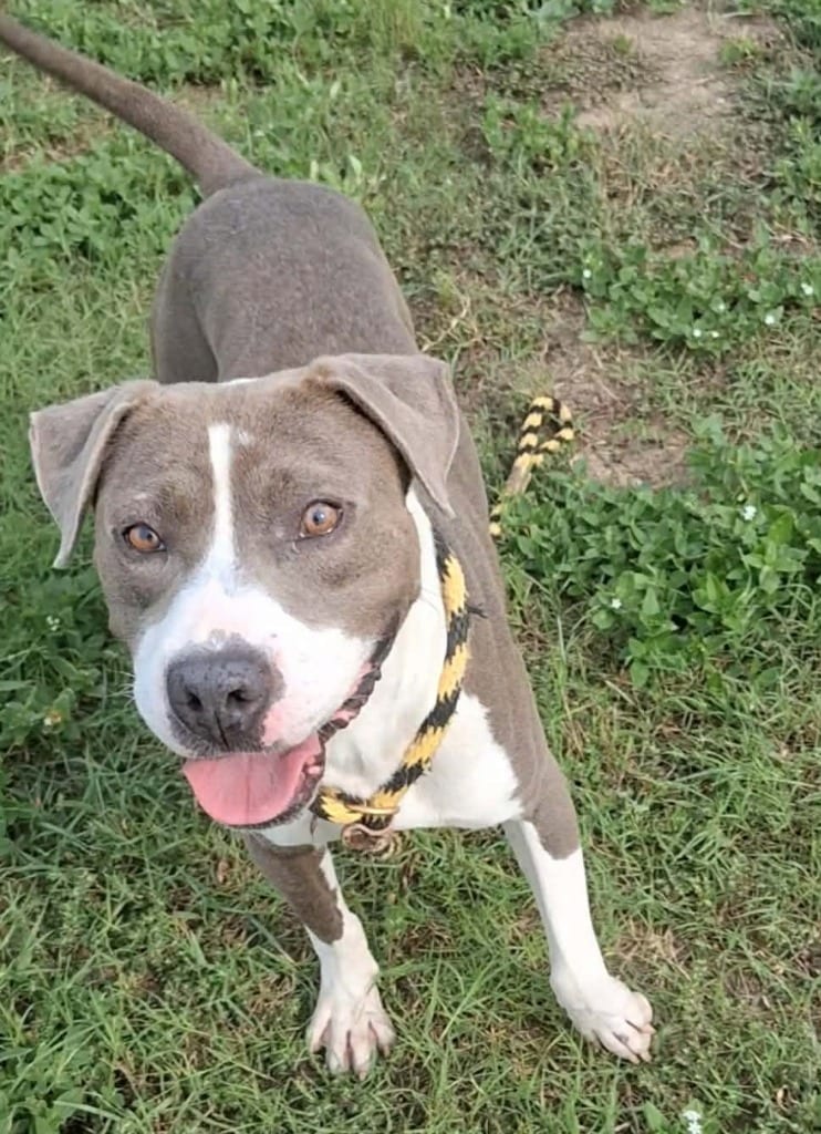 Photo of Dumpling, adoptable Pit Bull Terrier in Hartsville, South Carolina