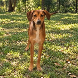 Photo of Friday, adoptable Treeing Walker Coonhound Mixed Breed (Medium) in Loxahatchee, Florida