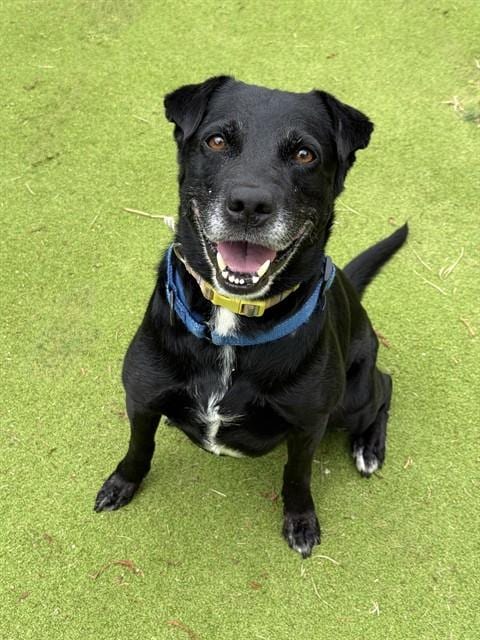Photo of Athena, adoptable Labrador Retriever in Sugar Land, Texas