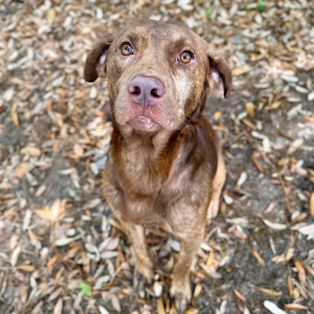 Photo of Opie, adoptable Mixed Breed (Large) in Milton, Florida
