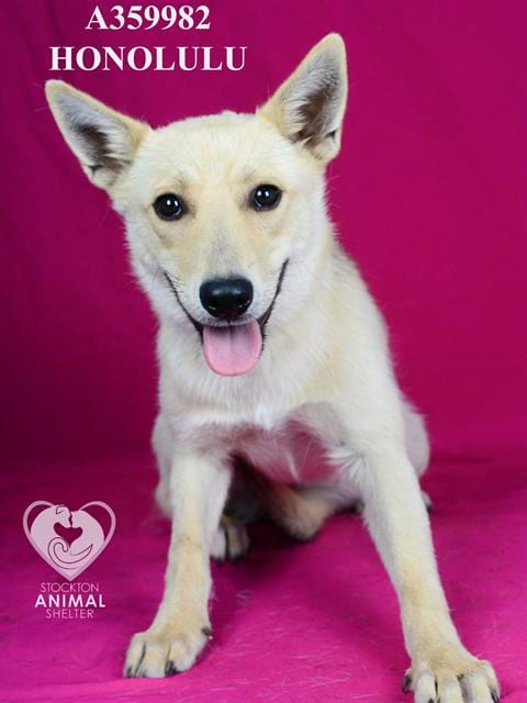 Photo of Honolulu, adoptable German Shepherd Dog in Stockton, California