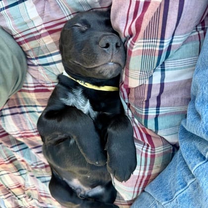 Photo of Sawyer, adoptable Mixed Breed in Montpelier, Vermont