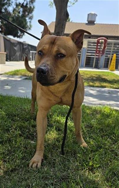 Photo of Andy, adoptable Pit Bull Terrier in Downey, California