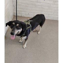 Photo of Lola, adoptable German Shepherd Dog in San Bernardino, California