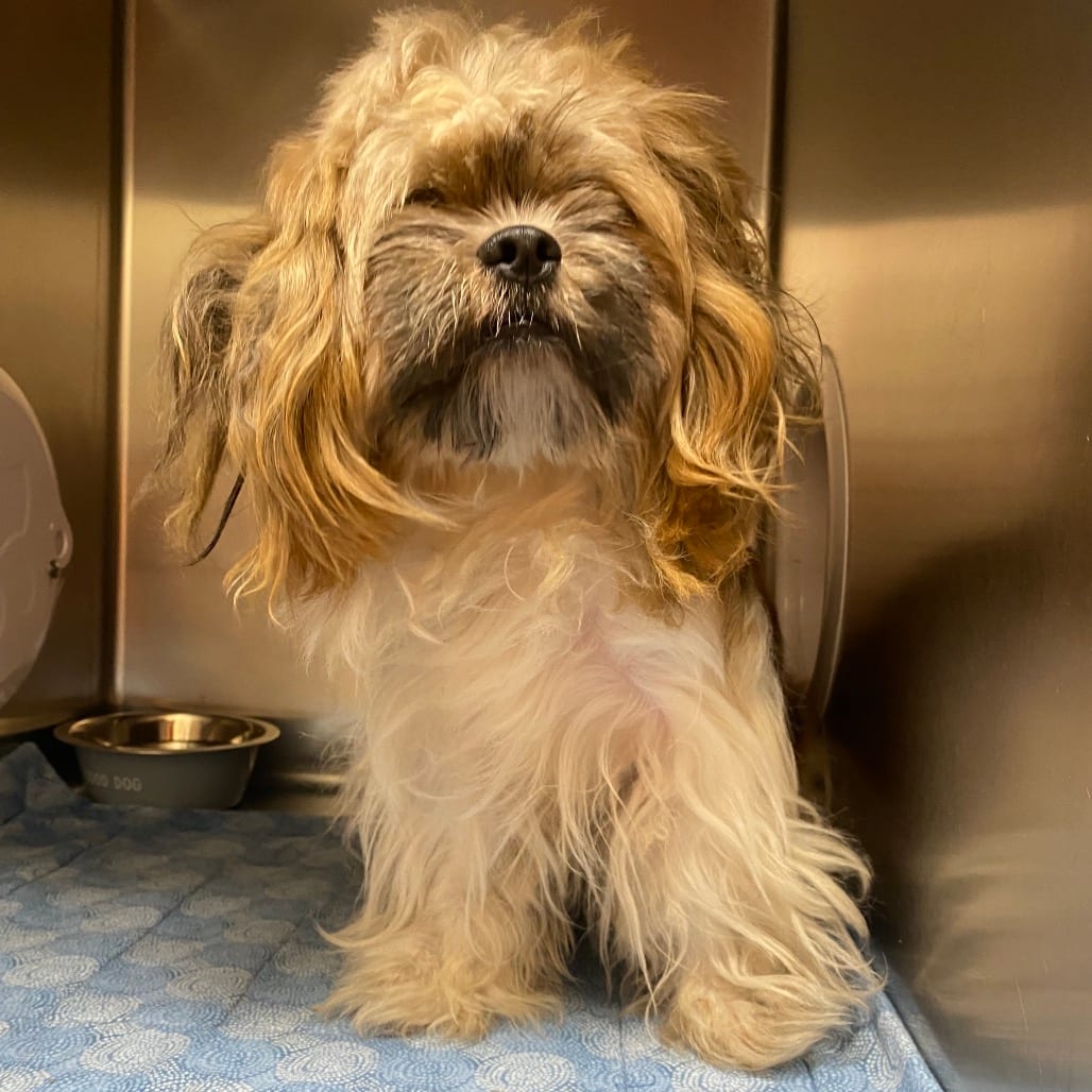 Photo of Delroy, adoptable Lhasa Apso in Westminster, California