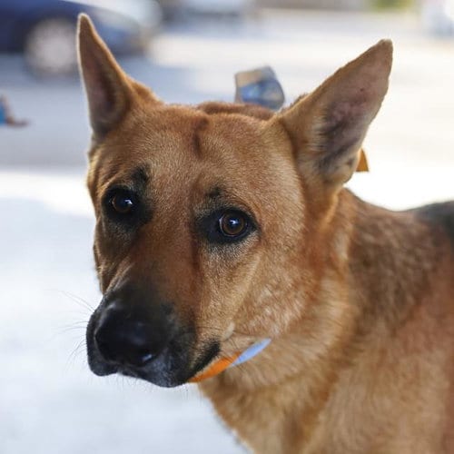 Photo of Jax 2, adoptable German Shepherd Dog in San Antonio, Texas