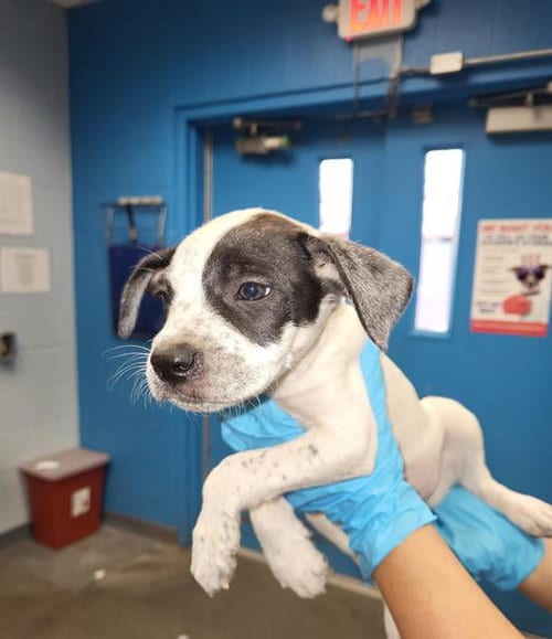 Photo of Pawrruko, adoptable Labrador Retriever in San Antonio, Texas