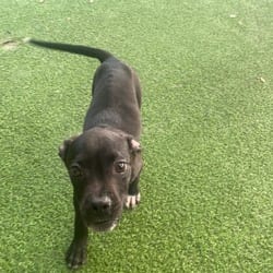 Photo of Misha 0738, adoptable Mixed Breed (Medium) Pointer in Loxahatchee, Florida