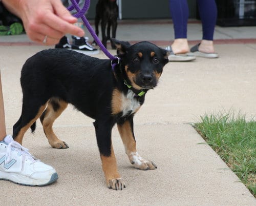 Photo of Serene, adoptable Australian Cattle Dog/Blue Heeler in Pflugerville, Texas