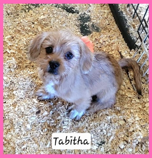 Photo of Tabitha, adoptable Terrier in Granbury, Texas