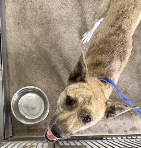 Photo of Tigress, adoptable German Shepherd Dog in San Bernardino, California