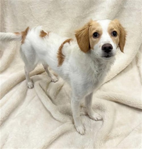 Photo of Milo, adoptable Poodle (Miniature) in Lancaster, California