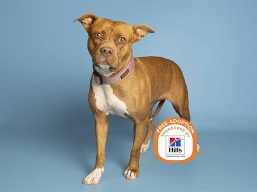 Photo of Diamond, adoptable American Pit Bull Terrier in Phoenix, Arizona