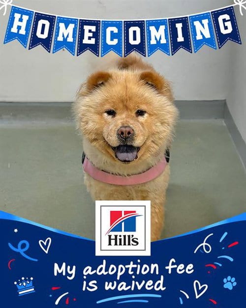Photo of Bridgette, adoptable Chow Chow in Boston, Massachusetts