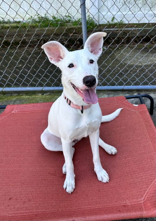 Photo of Nellie Lonestar, adoptable Carolina Dog in Rockaway, New Jersey