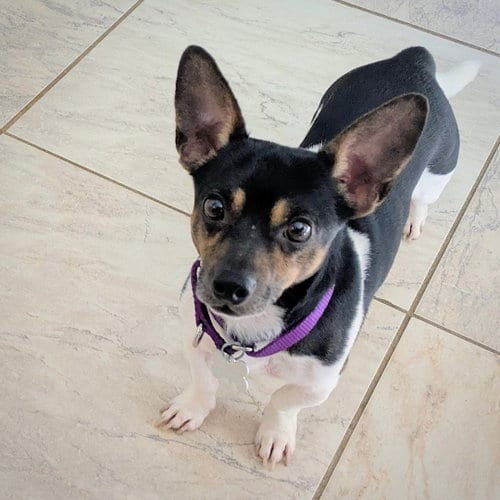 Photo of Stilton (TN), adoptable Rat Terrier in Atlanta, Georgia