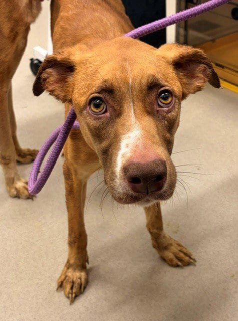 Photo of Leia, adoptable Labrador Retriever in Baytown, Texas